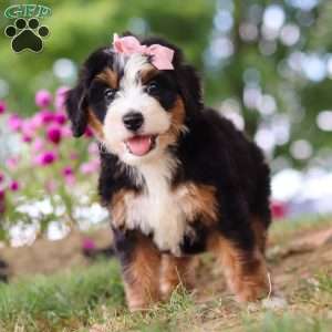 Maggie May, Mini Bernedoodle Puppy